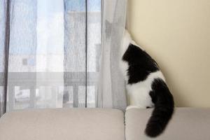 Curious cat looking out of window photo