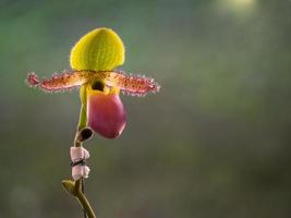 Lady Slipper, Paphiopedilum orchidaceae flowers in the park photo