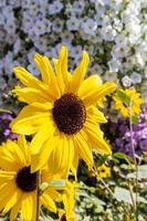 girasol en el jardin milagroso foto