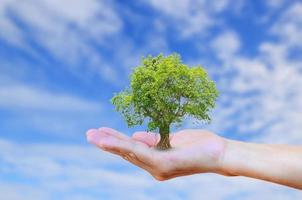Hands holding tree with burred blue sky background.