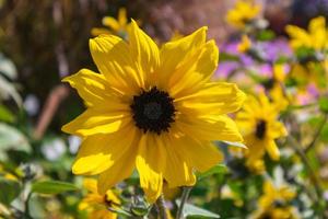 girasol en el jardin milagroso foto