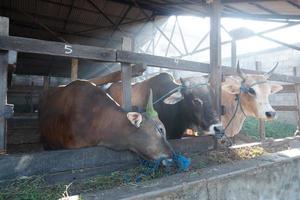 las vacas en la granja son alimentadas con pasto y serán sacrificadas en la festividad musulmana de eid al-adha para tomar su carne y leche de vaca. luz de rayos y humo foto