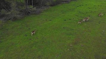 vista aérea estática da floresta paisagem cênica com veados desfrutando de grama ao ar livre na zona rural da lituânia. fauna e flora europa oriental, lituânia no báltico video