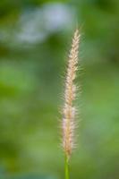 Feather Grass or Needle Grass photo