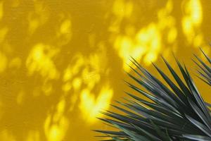 Palm leaf on color background, space for text. photo