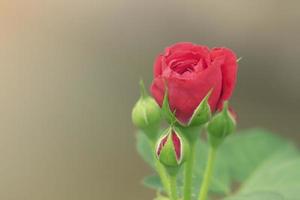 rosa roja flor petalos naturaleza hermoso niza. foto