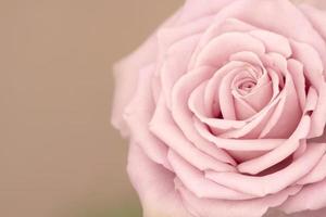 primer plano de la hermosa rosa rosa profundidad de campo y enfoque el centro de la flor rosa. fondo de una gran rosa rosa foto