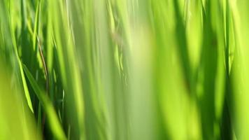 natuur groen gras achtergrond milieu video