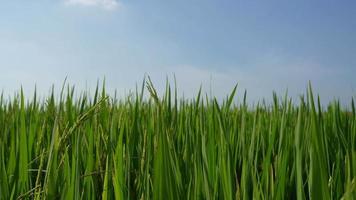 Natur grünes Gras Hintergrundumgebung video