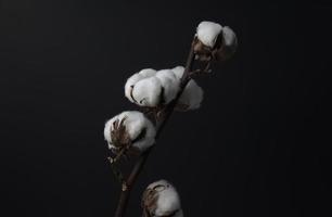 Cotton flower branch. Still life, fine art, dark photography. Head on, medium angle shot, horizontal image style. photo