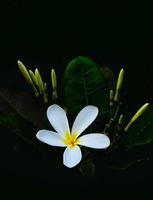 Plumeria alba spring blooming flower photo