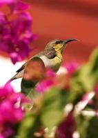 purple sunbird sitting on a branch photo