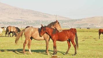 dois belos cavalos yilki aninhados ao ar livre no campo na vila de hormetci, kayseri, turquia