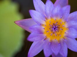 Closeup colorful beauty lotus flower blooming photo