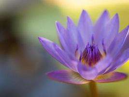 Closeup colorful beauty lotus flower blooming photo