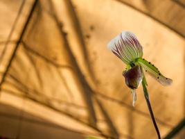 Lady Slipper, Paphiopedilum orchidaceae flowers in the park photo