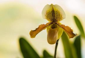 zapatilla de dama, flores de orquídeas paphiopedilum en el parque foto