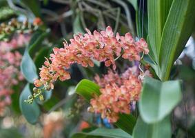 The species orchid Rhynchostylis gigantea in the garden photo