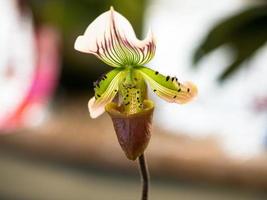 zapatilla de dama, flores de orquídeas paphiopedilum en el parque foto