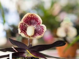 Lady's Slipper Paphiopedilum godefroyae flowers in the park