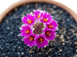 Macro closeup of pink, magenta color of Cactus flower blooming in a flowerpot photo