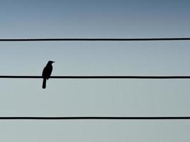 una silueta de pájaro en líneas eléctricas en el cielo, espacio de fondo para texto y para su diseño foto