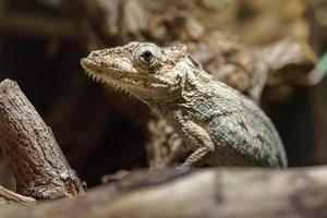 Anolis in terrarium photo