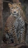 Sri lankan leopard photo