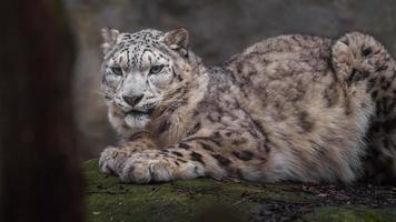 Snow leopard in zoo photo