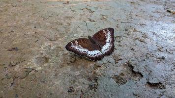 una mariposa marrón con un hermoso patrón blanco para un walpapper o adjunto a un artículo sobre la naturaleza. foto