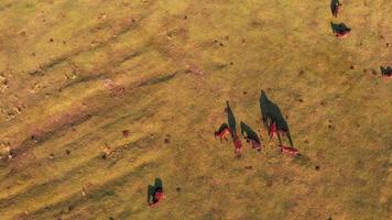 Top aerial view Herd of beautiful wild yilki gorgeous horses stand in meadow field in central anatolia Keyseri Turkey video