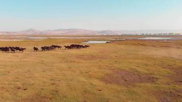 Panning aerial scenic slow motion view wild horses run on green meadow field wild outdoors in Turkey in sunny warm morning video