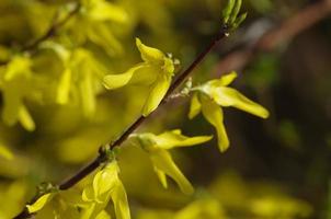 Detail of laburnum blossom photo