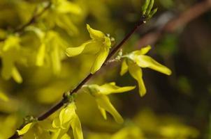 detalle de flor de laburno foto