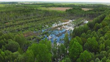 Flooded flood plain field and forest in wild landscape. High altitude wide drone panoramic shot flooded area in summer time video