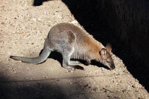 Red-necked wallaby. Mammal and mammals. Land world and fauna. Wildlife and zoology. photo