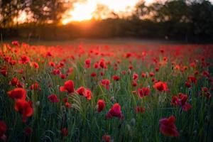 Wonderful floral landscape at sunset. Wild flowers in springtime. Beautiful natural landscape in the summertime. Amazing nature sunny scene, red poppy flowers, blurred forest field photo