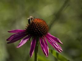 una abeja en el detalle de la equinácea foto