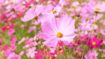 vackert landskap av söta rosa kosmosblommor som blommar i en botanisk trädgård på hösten eller hösten, blommar eller blommar bakgrund, video