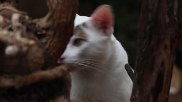 Close up footage of white domestic cat looking at camera. video