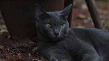 filmati di gatto domestico grigio scuro con occhi verde chiaro sdraiato a terra. video