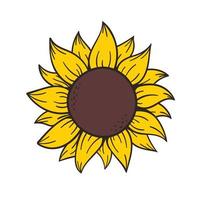 blooming yellow sunflowers full of sunflower seeds inside for decorating welcome cards vector