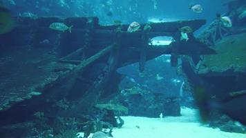 Kardanische Aufnahme des Unterwasserlebens in einem großen Aquarium in Singapur und Touristen, die den Fisch in 4k betrachten