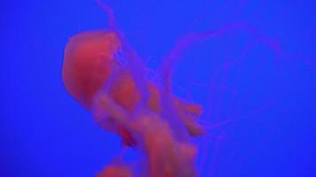 belo grupo de água-viva chrysaora fuscescens flutuando pelo oceano em 4k