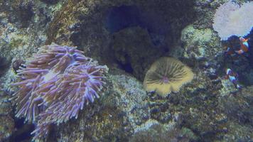 vista subaquática de peixes exóticos coloridos em um aquário em 4k video