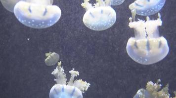 meduse bianche blu e gialle che galleggiano nell'acquario d'acqua in 4k