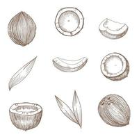 boceto dibujado a mano de coco. cocos enteros y medios y hojas de palma. vector