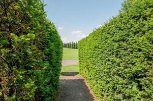 Labyrinth in botanical garden photo