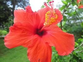 hibiscus flowers in bright red in a sunny garden
