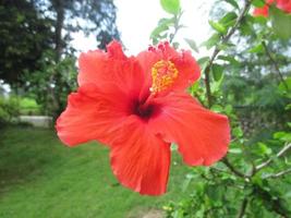 hibiscus flowers in bright red in a sunny garden photo